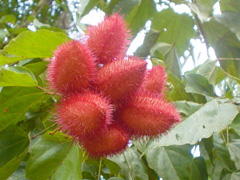 Achiote