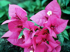 Bougainvillea