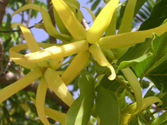 Ylang-ylang