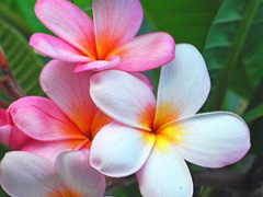 Plumeria