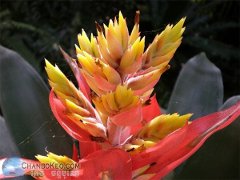 Canna Lily