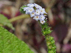 Indian Heliotrope