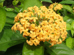 Ixora