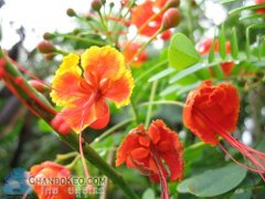 Peacock Flower