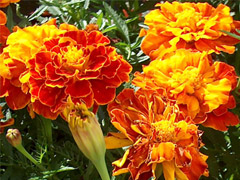 Marigold