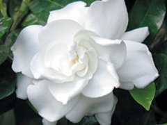 White Gardenia