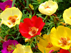 Portulaca Grandiflora