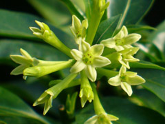 Night-blooming Jasmine