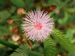 Sensitive Plant