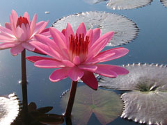 Water Lily