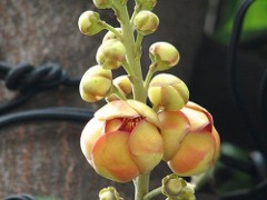 Cannonball tree