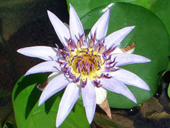 Star Lotus