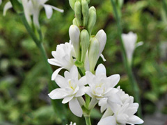 Tuberose