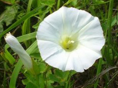 Water Convolvulus