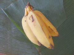 Banana