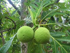 Breadfruit