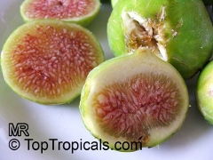 Fig