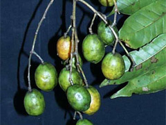 Hog Plum