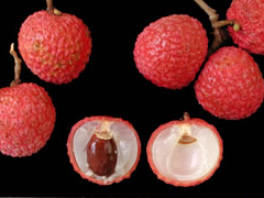 Lychee