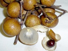 Longan