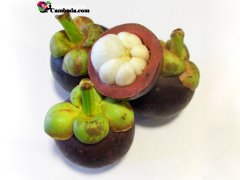 Mangosteen