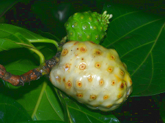 Noni