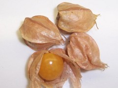 tall ground cherry