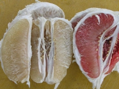 Pomelo