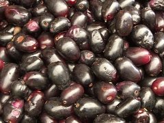 Jambolan Plum