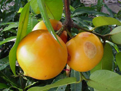 Garcinia Vilersiana