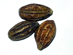 Terminalia chebula