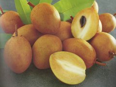 Sapodilla