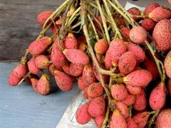 Nephelium litchi