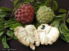 Sweetsop