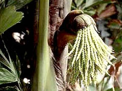 Caryota mitis