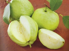 Guava