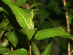 Cambodian mint