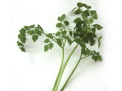 chervil