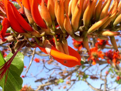 coral tree