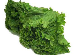 lettuce