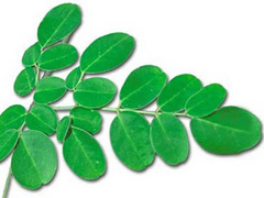 moringa