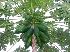 papaya