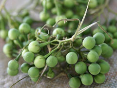 pea eggplant