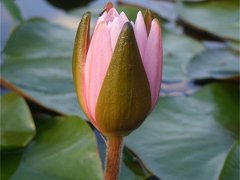 water lily