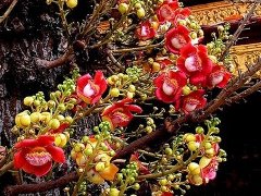 cannonball tree