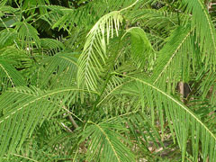 climbing wattle