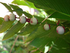 star gooseberry