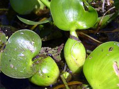 water hyacinth