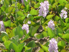 ត្រកៀត
