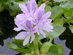 Water Hyacinth